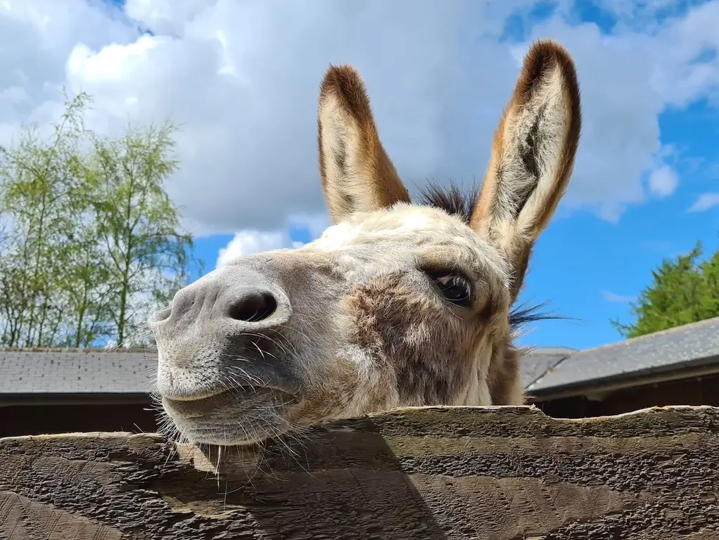 Ослиный заповедник, Сидмут