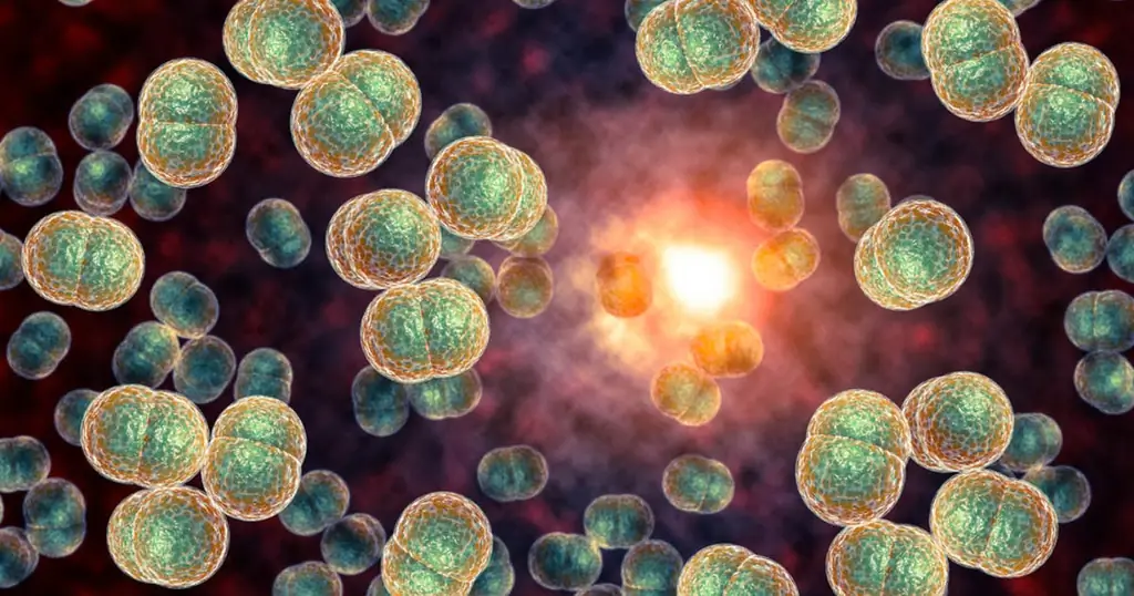 Менингит у детей: признаки, симптомы и вакцинопрофилактика