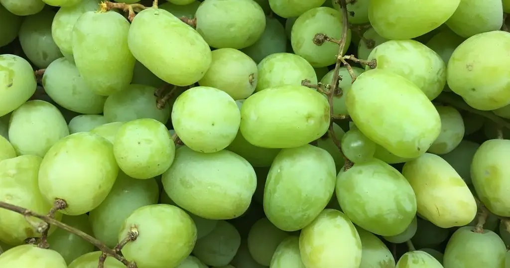 Виноград должен поставляться с этикетками, предупреждающими об опасности удушья, говорят врачи