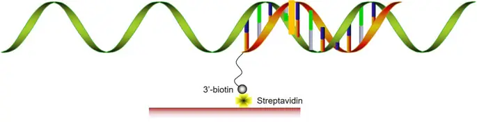 figure4 figure4