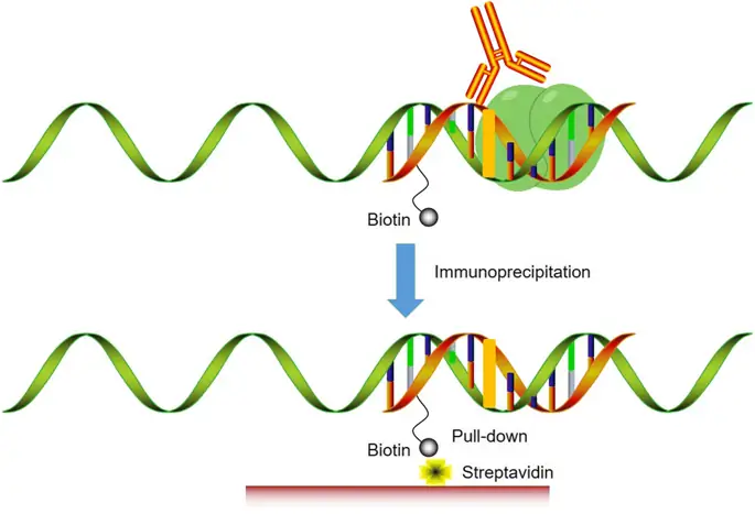 figure5 figure5