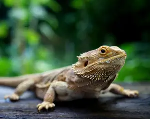 Image of a lizard on a rock