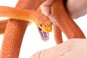 A snake is about to bite the handler