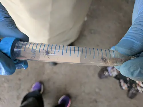 Энтомолог из Жамбылского областного управления здравоохранения показывает клещи, собранные у скота для тестирования