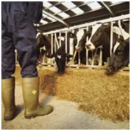 изображение фермера, стоящего рядом с коровами, которые едят