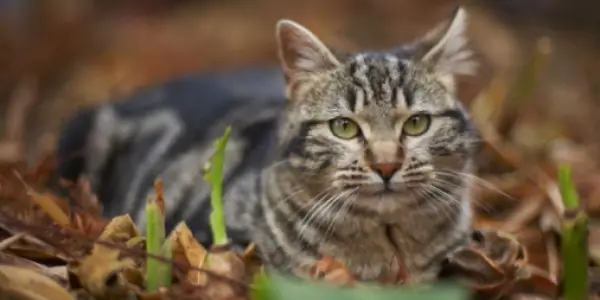 Ресурсы - Бартонелла