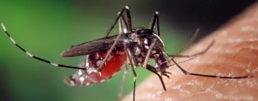 A blood-engorged female Aedes albopictus, a Zika-transmitting mosquito, feeding on a human host