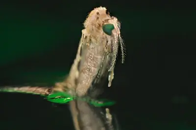 This image was captured at the water's surface as an Anophilaes mosquito larva emerges from the pupal exoskeleton. Big green compound eyes distinguish the head from the light colored pupal skin
