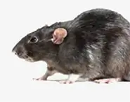 Rat