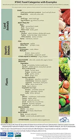 Food Categorizations with Examples