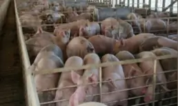 Временное руководство по защите работников от сточных вод и осадков домашнего скота и птицы во время паводков - NIOSH