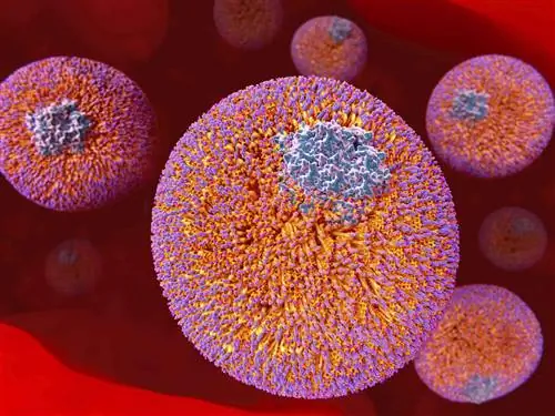 Что такое липиды?