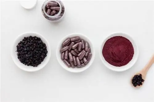 Черника, капсулы и порошок
