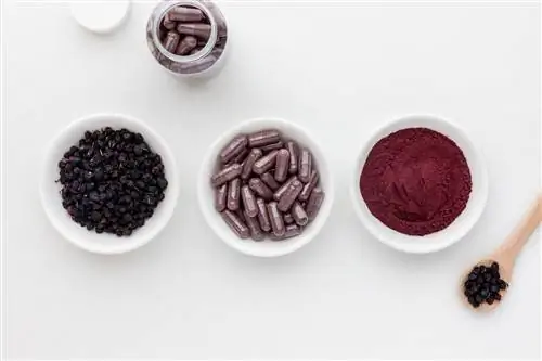 Что такое черника?