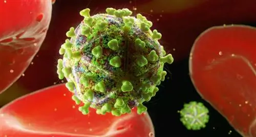 Патогены, вызывающие первичную инфекцию