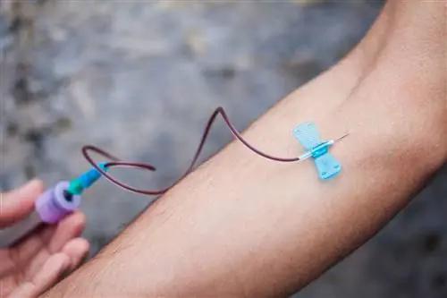 Фельдшер собирает образец крови