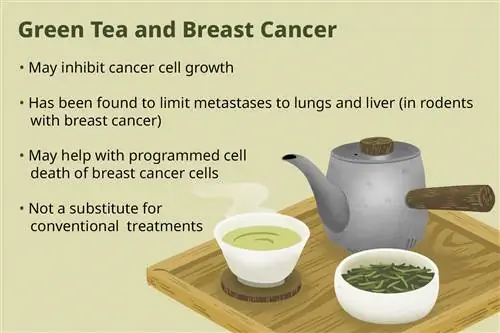 Иллюстрация с информацией о зеленом чае и раке молочной железы