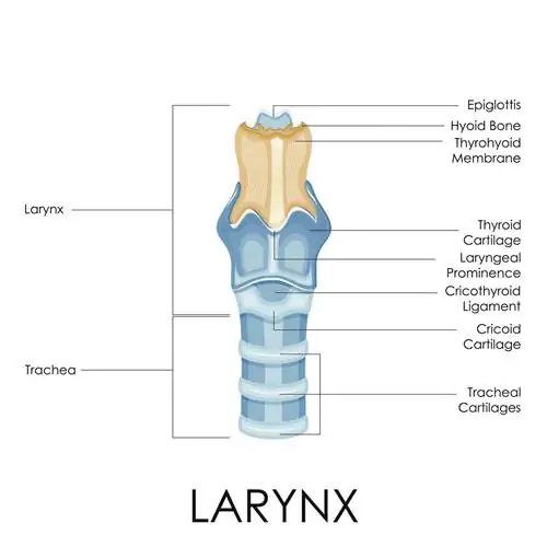 Анатомия гортани