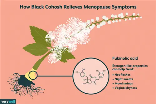 клопогон кистевидный