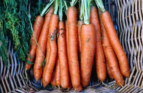 Оранжевая морковь в корзине