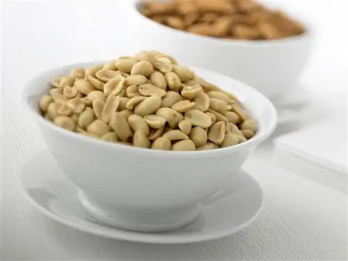 миска с арахисом