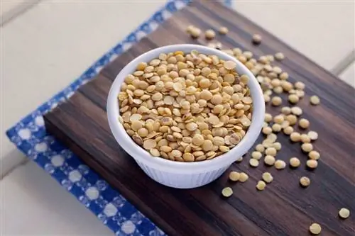 Желтая чечевица