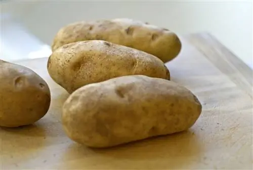 Сырой красновато-коричневый картофель для запекания с корнеплодами