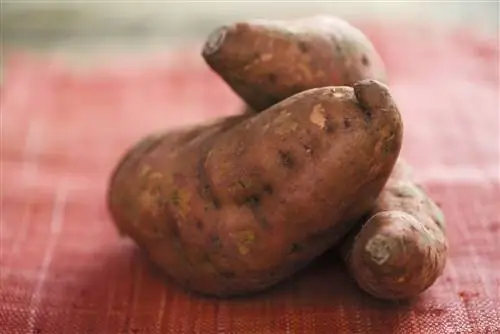 Сладкая картошка