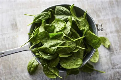 Свежие листья шпината в дуршлаге на дереве