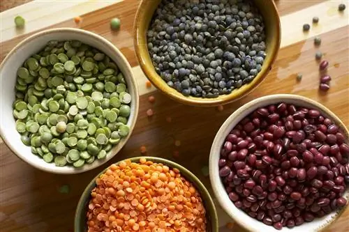 Ассорти из органической сушеной чечевицы и бобов в маленьких мисках