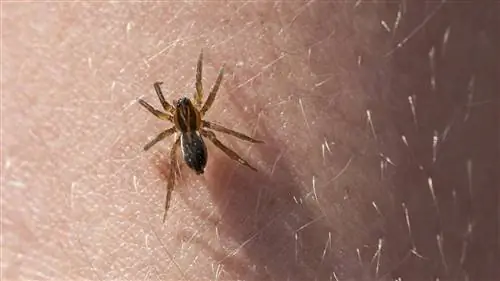 Это укус паука или стафилококковая инфекция MRSA?