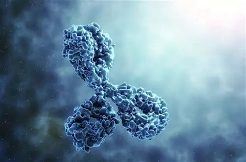 Какие существуют 5 типов антител?