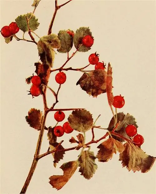 Что такое Cascara Sagrada?