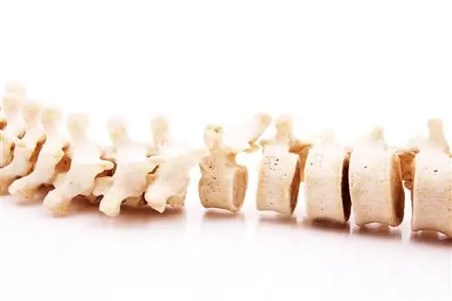 Позвоночник