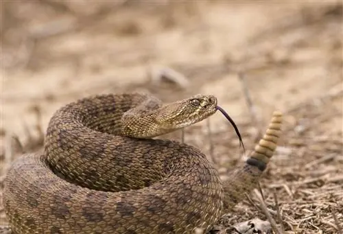 Фотографии укуса гремучей змеи в больнице