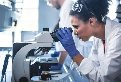 Медицинский технолог исследует мазок крови на сфероцитоз