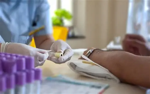 Реконвалесцентная плазма может помочь некоторым пациентам с COVID не попасть в больницу