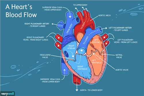 Изображение кровотока в сердце
