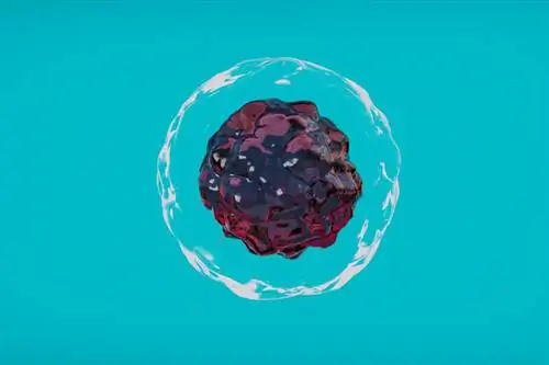 Модель стволовой клетки человека на голубом фоне.