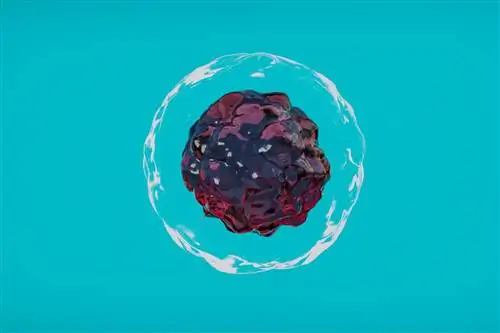 Пациент с диабетом 1 типа выздоровел после лечения стволовыми клетками