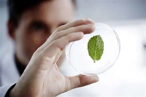 Человек изучает зеленый лист в лаборатории.