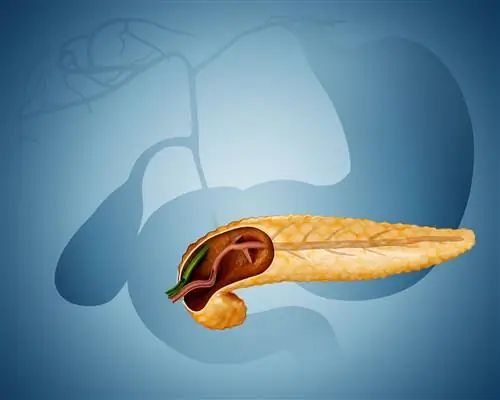 Поперечный разрез поджелудочной железы