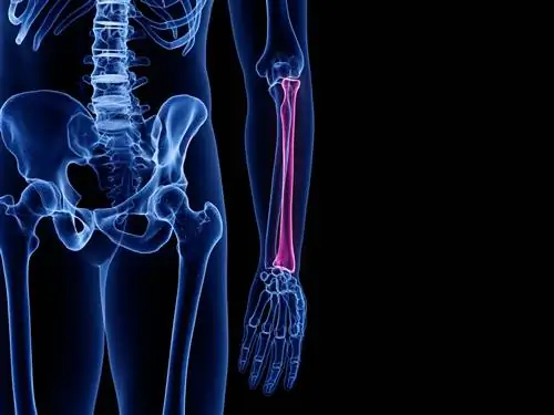 Анатомия радиуса