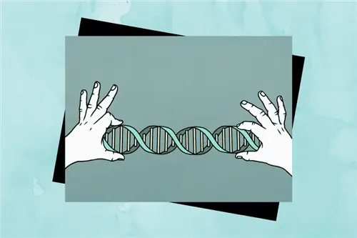 Руки держат двойную спираль.