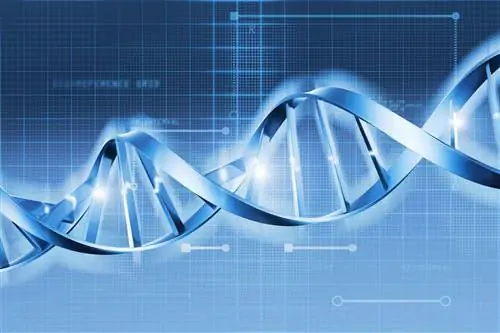 Причины и факторы риска волчанки