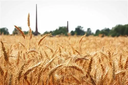 Свежие растения пшеницы в поле