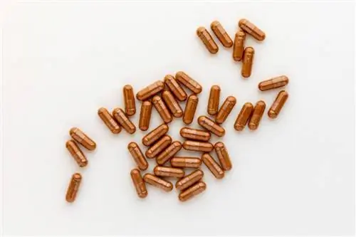 Капсулы лапчатки