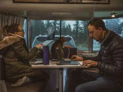 пара работает на ноутбуках, пока кошка сидит на столе