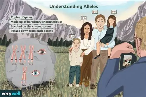 Понимание аллелей