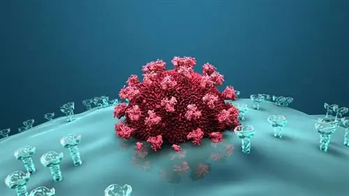 Sars-cov-2 прикрепляется к клеточному рецептору человека